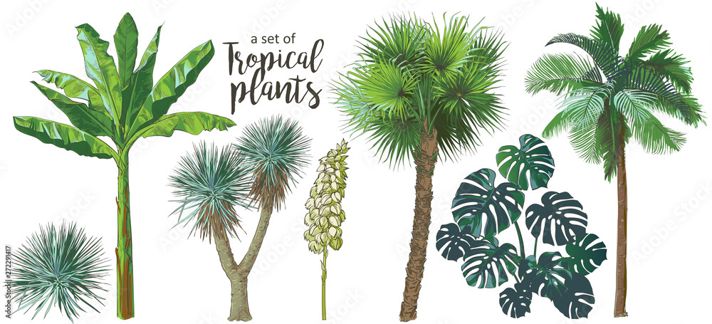 Vector Tropical palms, plants, leaf, foliage, monstera