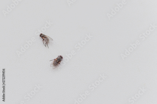 dead flies on a white background
