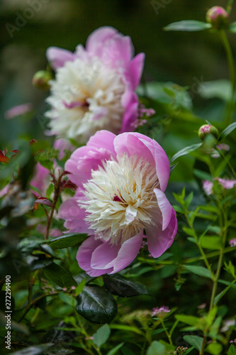 bl  te im Garten Blume Rose