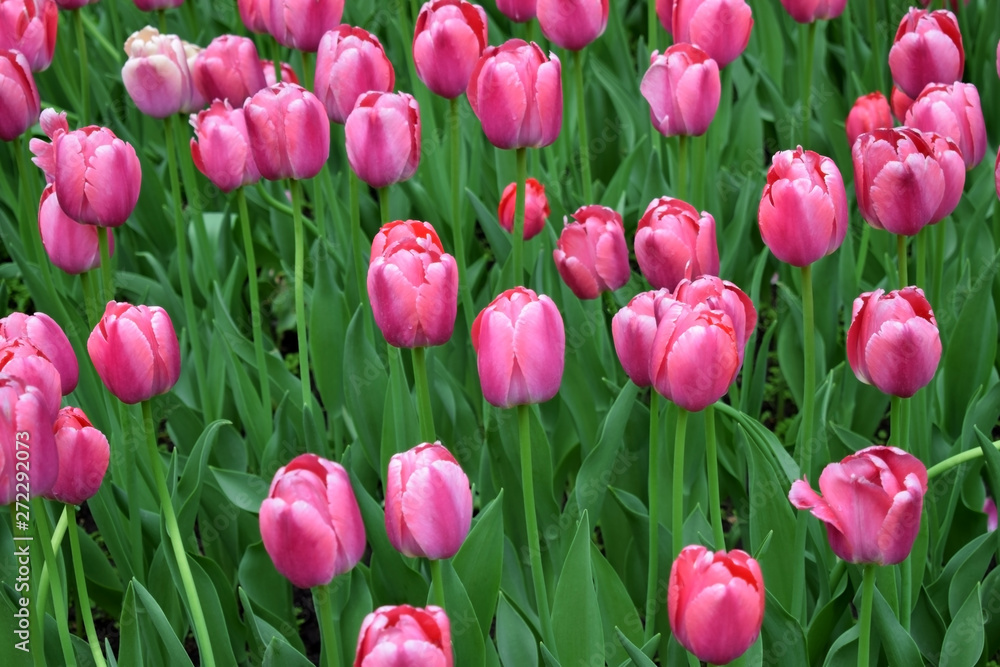 Big flower bed of bright pink tulips