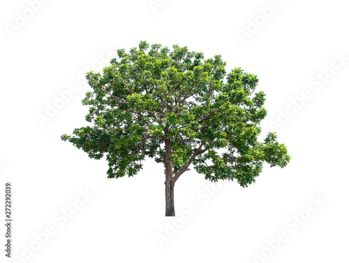 Isolated tree on white background