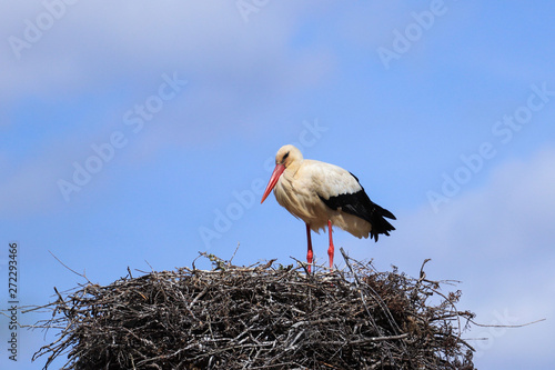 Stork in a nest on a spring day