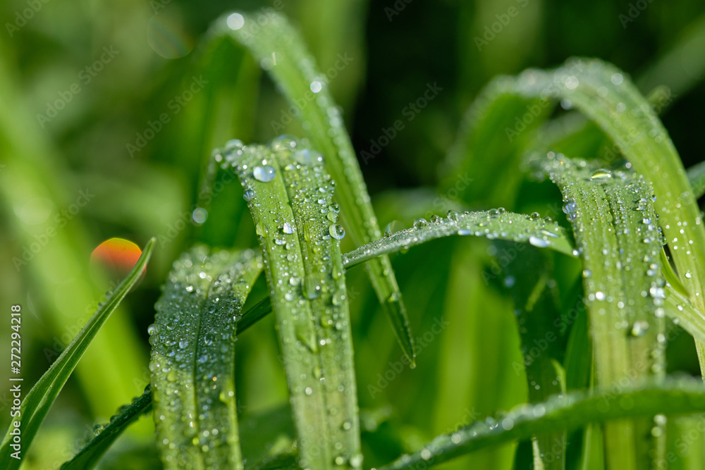 All in green: Beautiful green springtime grass in the morning sunlight with rain drops on the leaves All in green: Beautiful green springtime grass in the morning sunlight with rain drops on the leaves