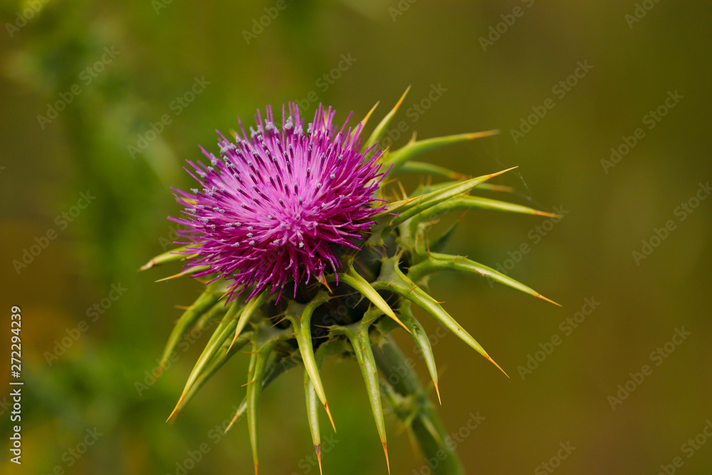 Flowering Spear Thistle (Cirsium vulgare) in a field Flowering Spear Thistle (Cirsium vulgare) in a field