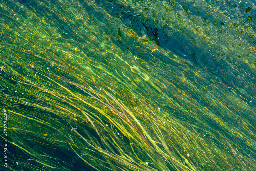 River weeds River weeds