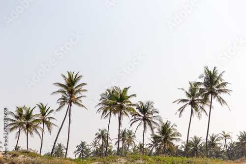 landscape of palm trees against the sky © Andrey_Chuzhinov