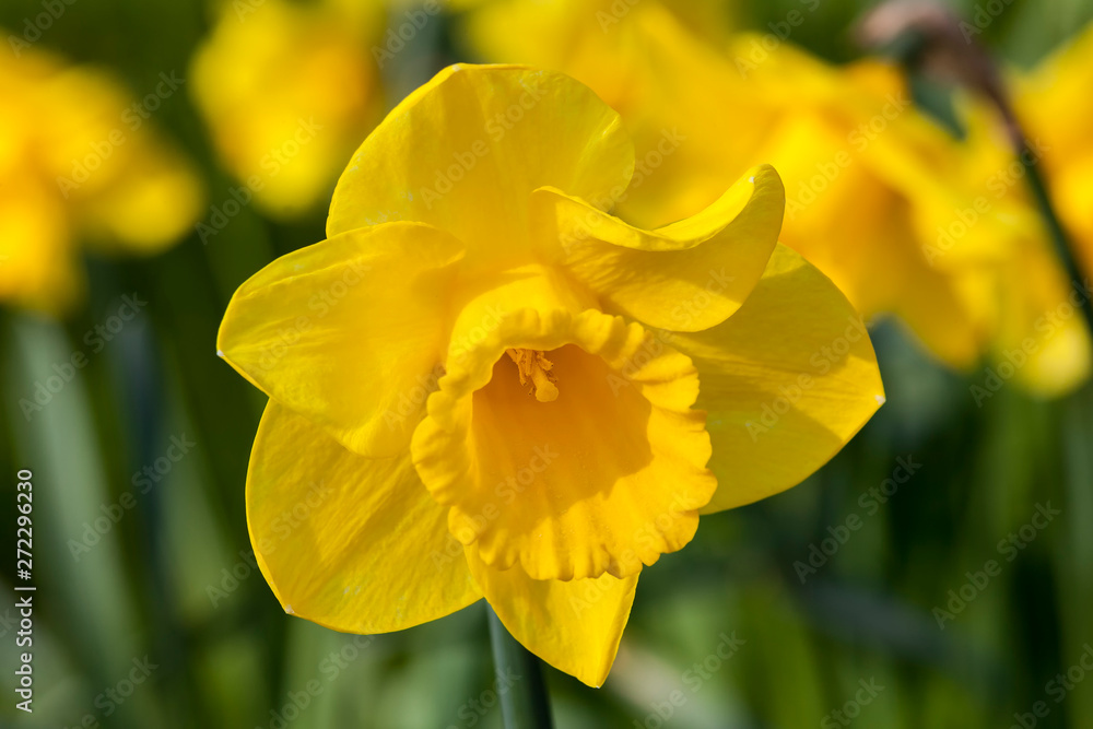 Daffodil (narcissus) growing outdoors in the spring season Daffodil (narcissus) growing outdoors in the spring season