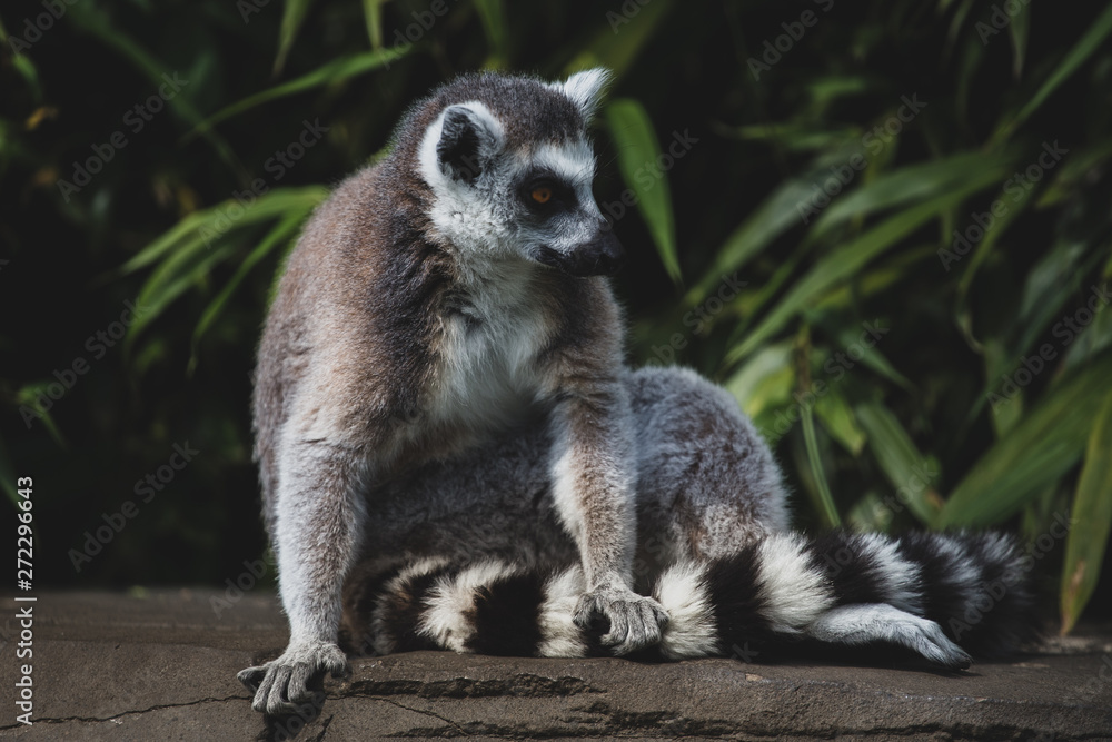 Fototapeta premium Lemur taking a break