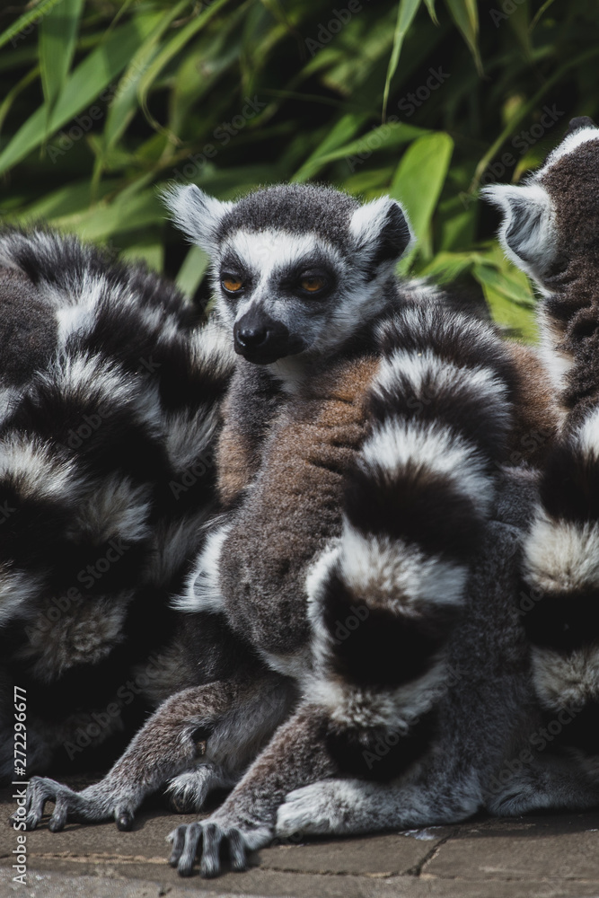 Fototapeta premium Lazy Lemur