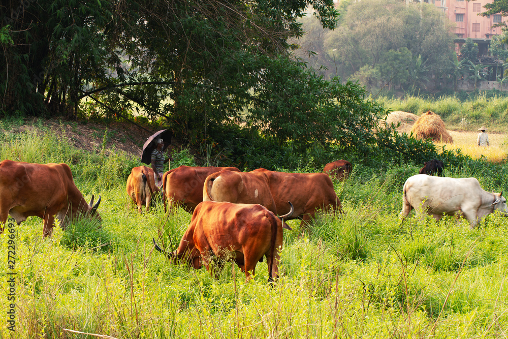 serene Asian village landscape with cows and zebu bulls. Beautiful Indian zebu lies peacefully in the rainforest serene Asian village landscape with cows and zebu bulls. Beautiful Indian zebu lies peacefully in the rainforest