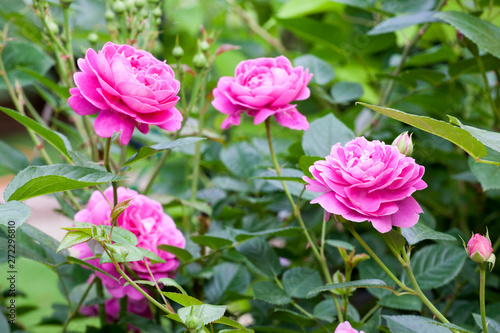 pink rose flower garden background  