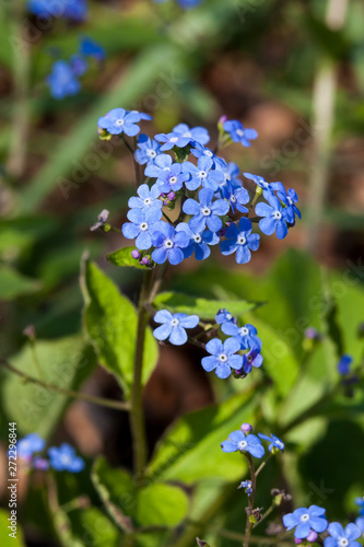 Brunnera macrophylla a spring blue perennial flower plant commomly known as Siberian bugloss or great forget me not photo