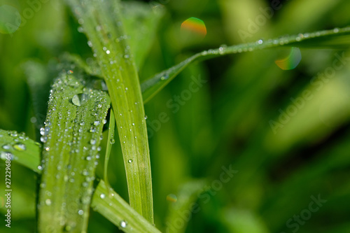 All in green: Beautiful green springtime grass in the morning sunlight with rain drops on the leaves