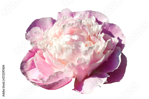 Paeonia Lactiflora 'Sarah Bernhardt' an early spring summer pink double flower plant commonly known as Chinese peony cut out and isolated on a white background photo