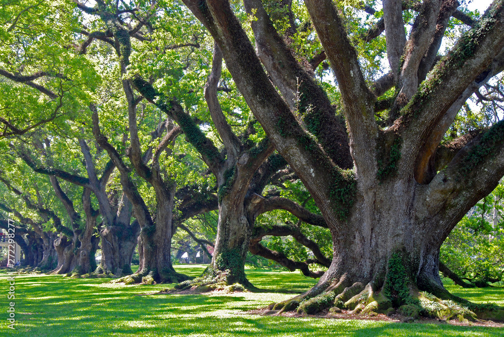 famous oak alley plantation in Vacherie, Louisiana famous oak alley plantation in Vacherie, Louisiana