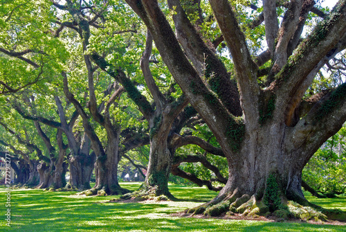 famous oak alley plantation in Vacherie, Louisiana © mikesch112