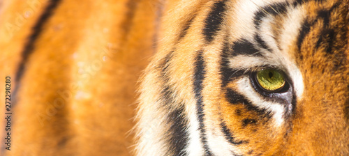 Close up do olho do tigre photo