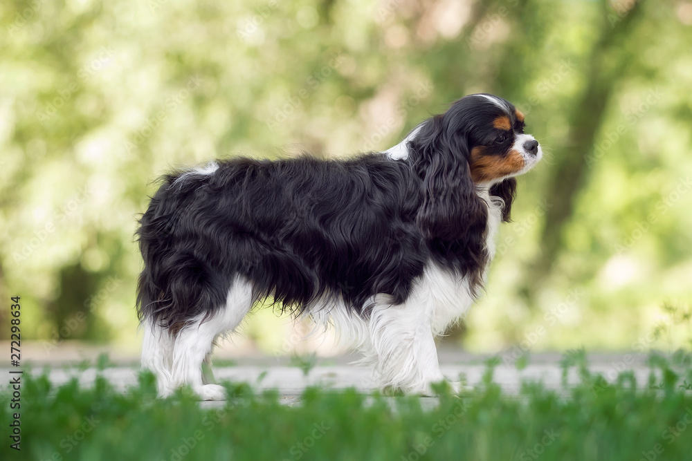 Beautiful cavalier king charles spaniel in summer park Beautiful cavalier king charles spaniel in summer park