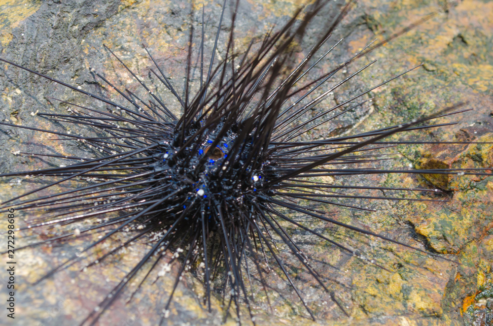 Naklejka premium Sea urchin