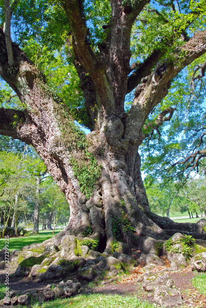 very old oak tree with huge branches and roots