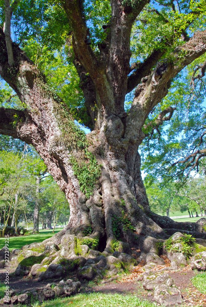 Fototapeta premium very old oak tree with huge branches and roots