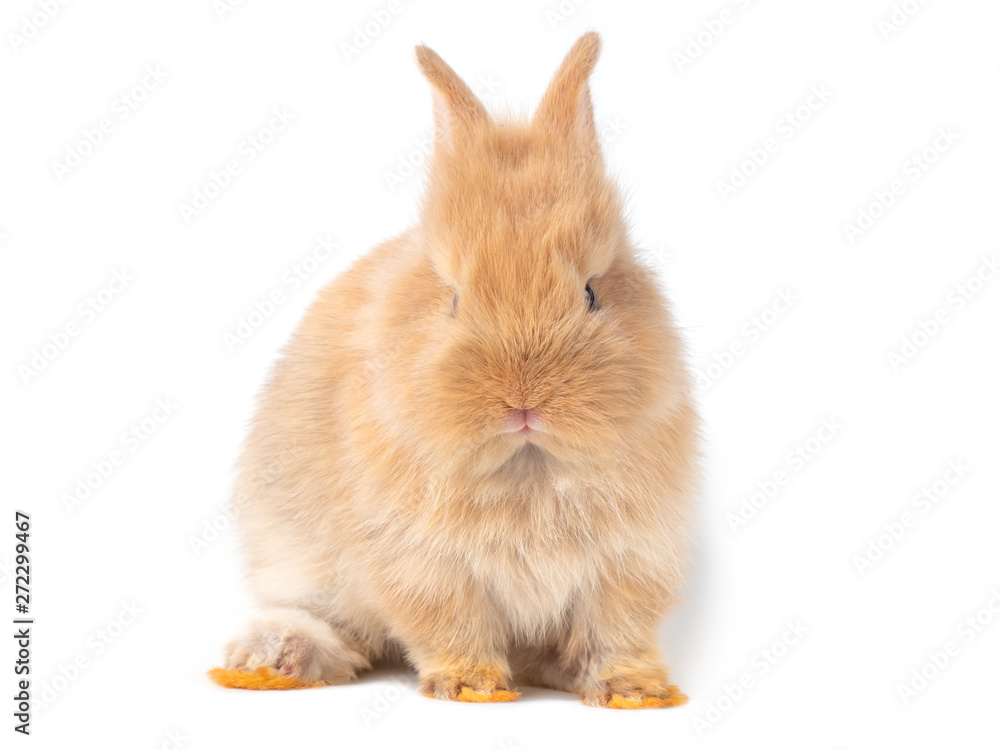 Adorable baby brown rabbits isolated on white background. Lovely baby rabbit sitting.