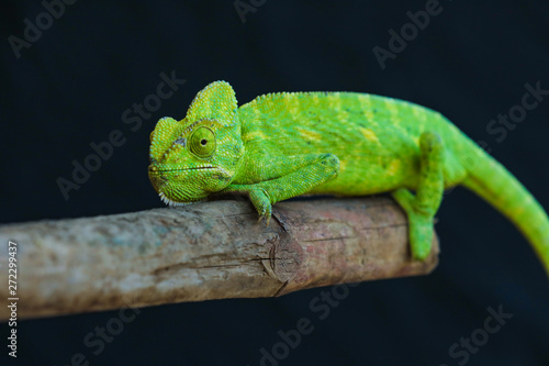 Green chameleon india © PRASANNAPIX