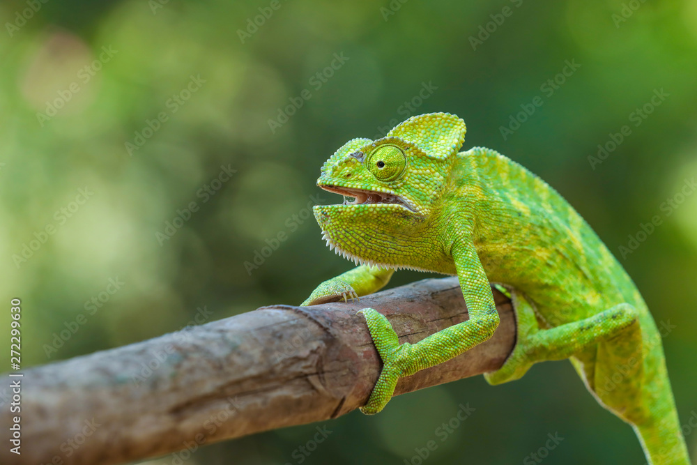 Green chameleon india - obrazy, fototapety, plakaty 