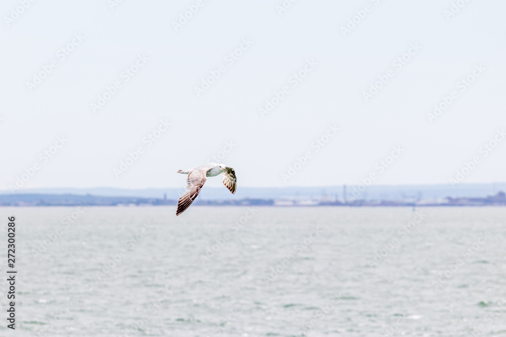 seagull flying above the sea