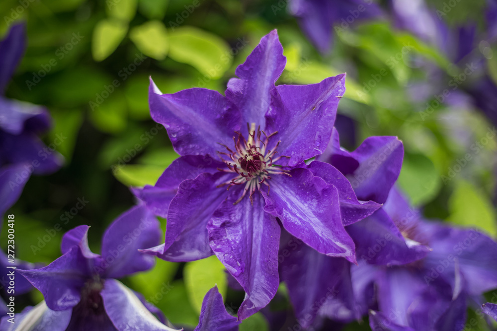 the clematis after the rain the clematis after the rain