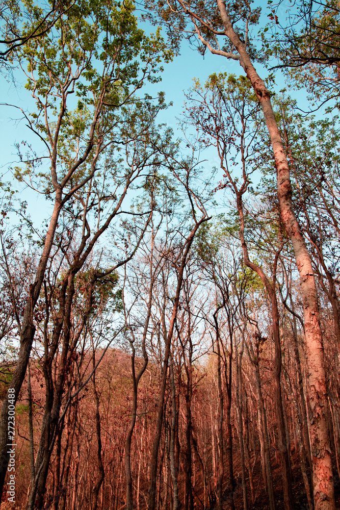 Fototapeta premium Forest trees. nature green wood warm tone of summer season with sunset and mountain background in Thailand