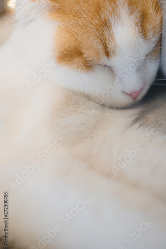 丸まって寝る猫 © Luica_MPM