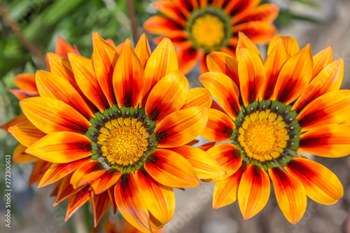 Gazania  Africa Daisy with red orange  petals and a green and yellow centre. The background is soft focus. There are three blooms