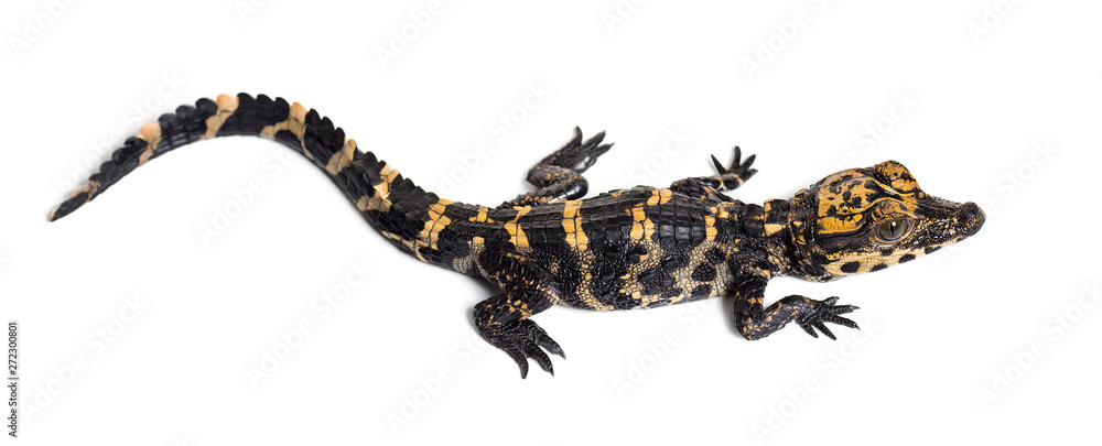 Obraz premium Dwarf crocodile against white background