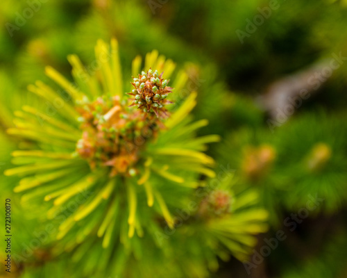 Closeup of a pinetree branch