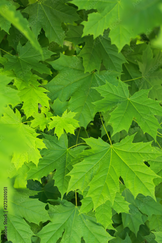 the young early spring leaves are green maple the young early spring leaves are green maple