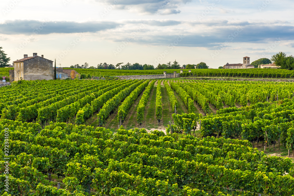Bordeaux vineyards beautiful landscape of Saint Emilion vineyard in France