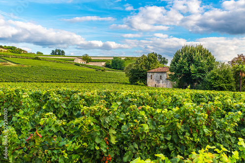 Fototapeta Naklejka Na Ścianę i Meble -  Bordeaux vineyards beautiful landscape of Saint Emilion vineyard in France