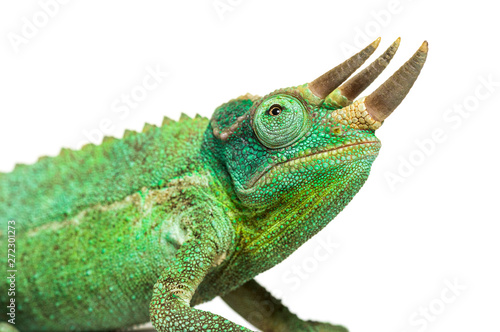 Side view of a Jackson's horned chameleon walking photo