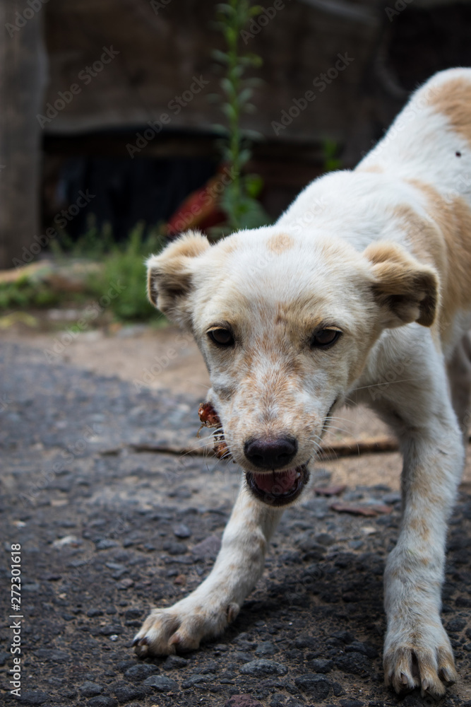 Stray Dog in Guatemala