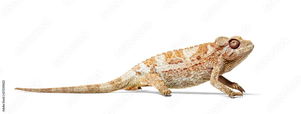 Naklejka premium Panther chameleon, Furcifer pardalis in front of white