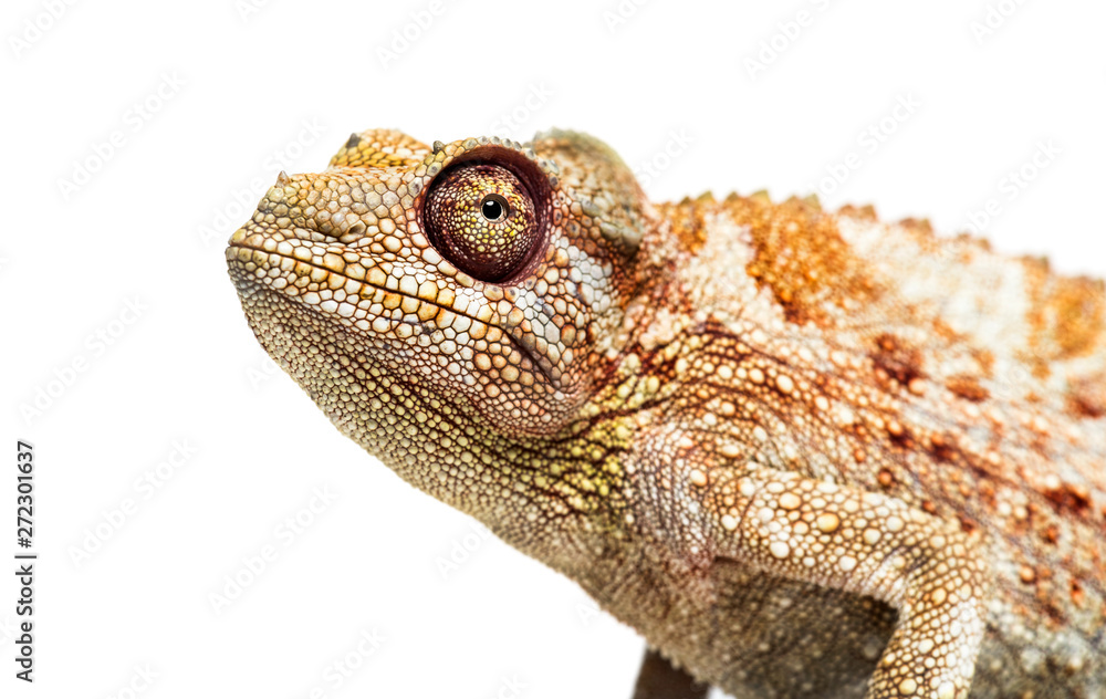 Fototapeta premium Panther chameleon, Furcifer pardalis in front of white