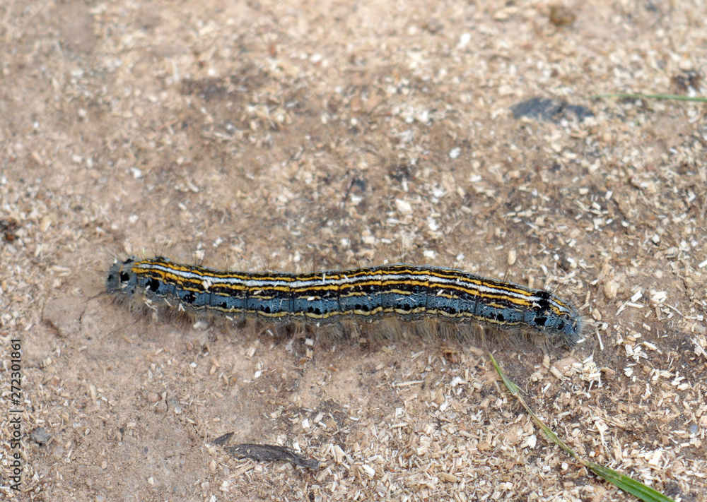 harmful to plants butterfly larva crawling on the sand in the garden harmful to plants butterfly larva crawling on the sand in the garden