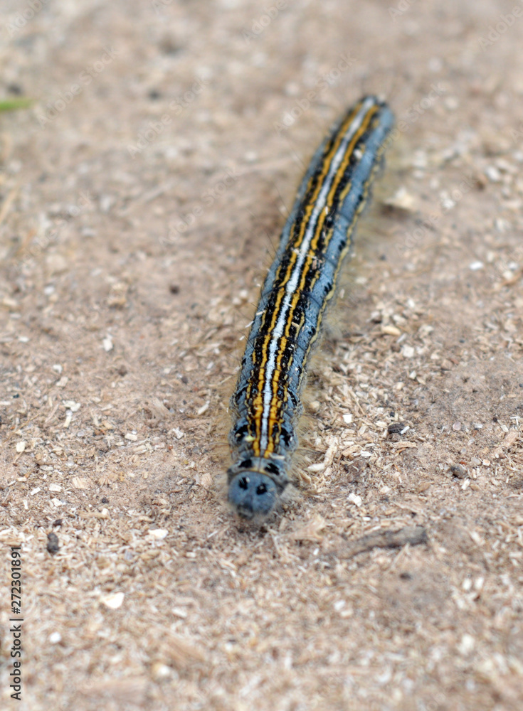 harmful to plants butterfly larva crawling on the sand in the garden harmful to plants butterfly larva crawling on the sand in the garden