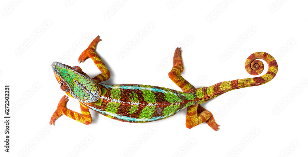 Fototapeta premium Panther chameleon, Furcifer pardalis, in front of white