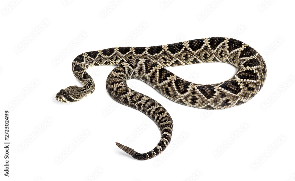 Fototapeta premium western diamondback rattlesnake or Texas diamond-back in front of white