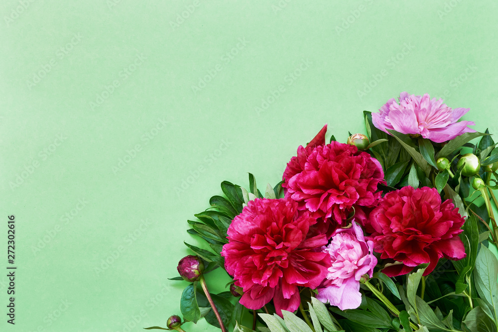 Colorful peonies on green background. Greeting card. Copy space. Colorful peonies on green background. Greeting card. Copy space.