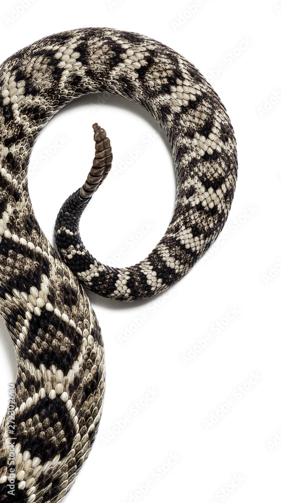Obraz premium western diamondback rattlesnake or Texas diamond-back in front of white