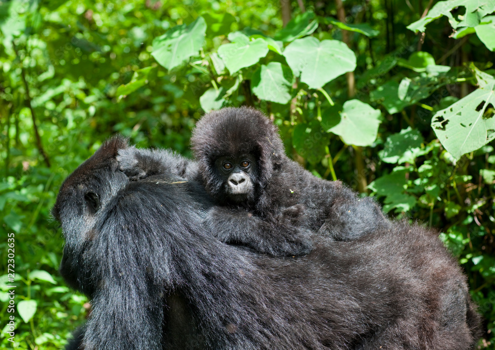Mother And Baby Gorillas  In Volcanoes National Park - Rwanda