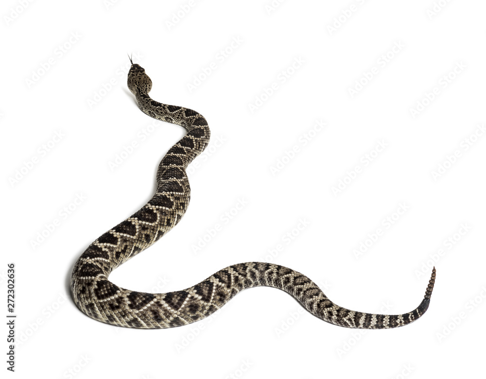 western diamondback rattlesnake or Texas diamond-back in front of white western diamondback rattlesnake or Texas diamond-back in front of white